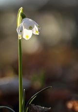 Maerzenbecher Aschkoppe